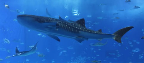 水族館でデート